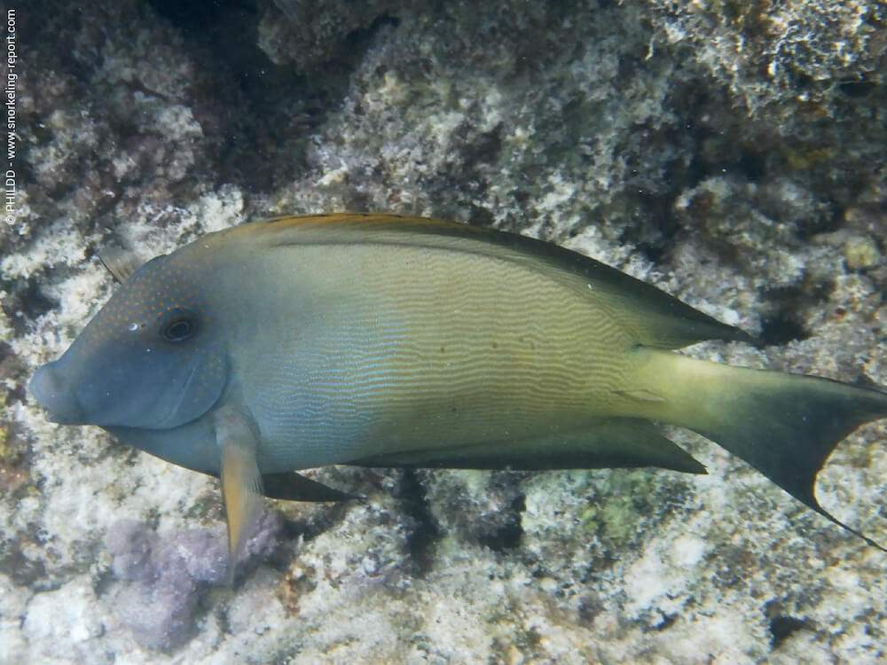 Striated Surgeonfish