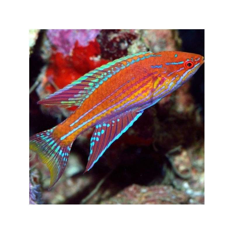 Angular Flasher Wrasse