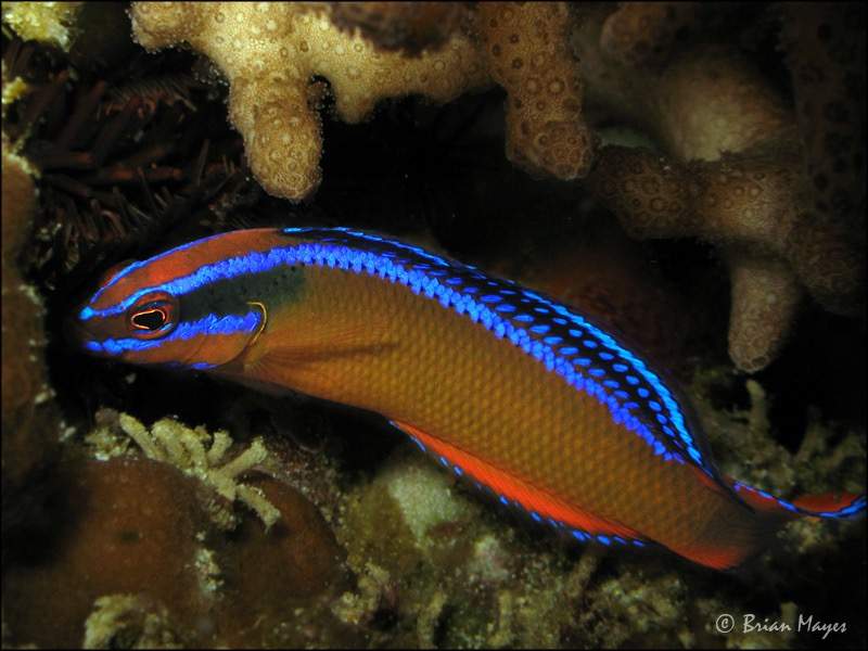 Gold-Lined Dottyback