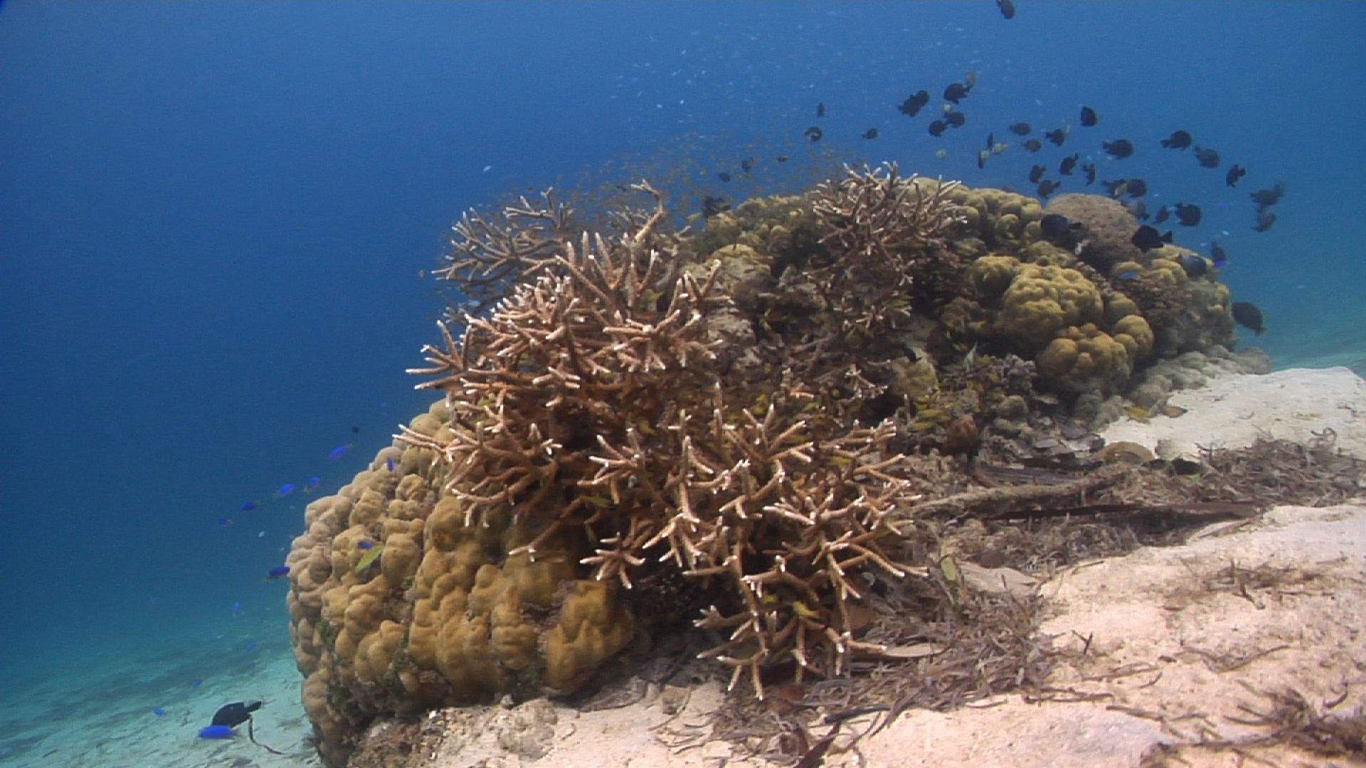Longfin Cardinalfish