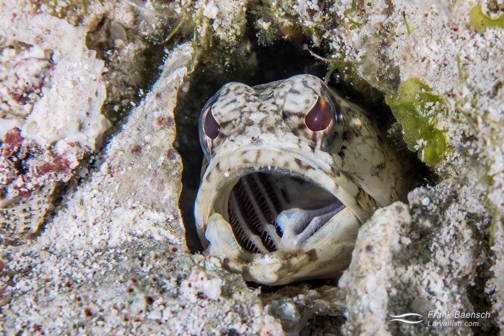 Banded Jawfish