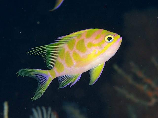 Borbonius Anthias