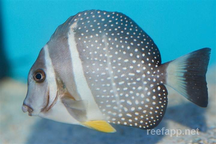 Spotted Unicornfish