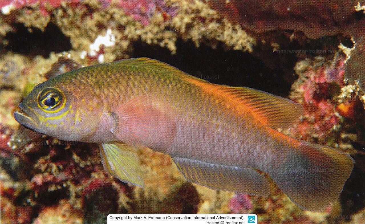 Olive Dottyback