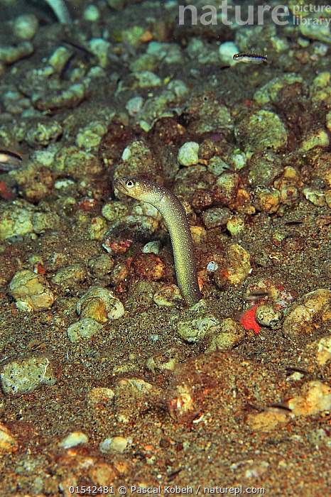 Spotted Garden Eel