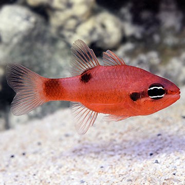 Flower Cardinalfish