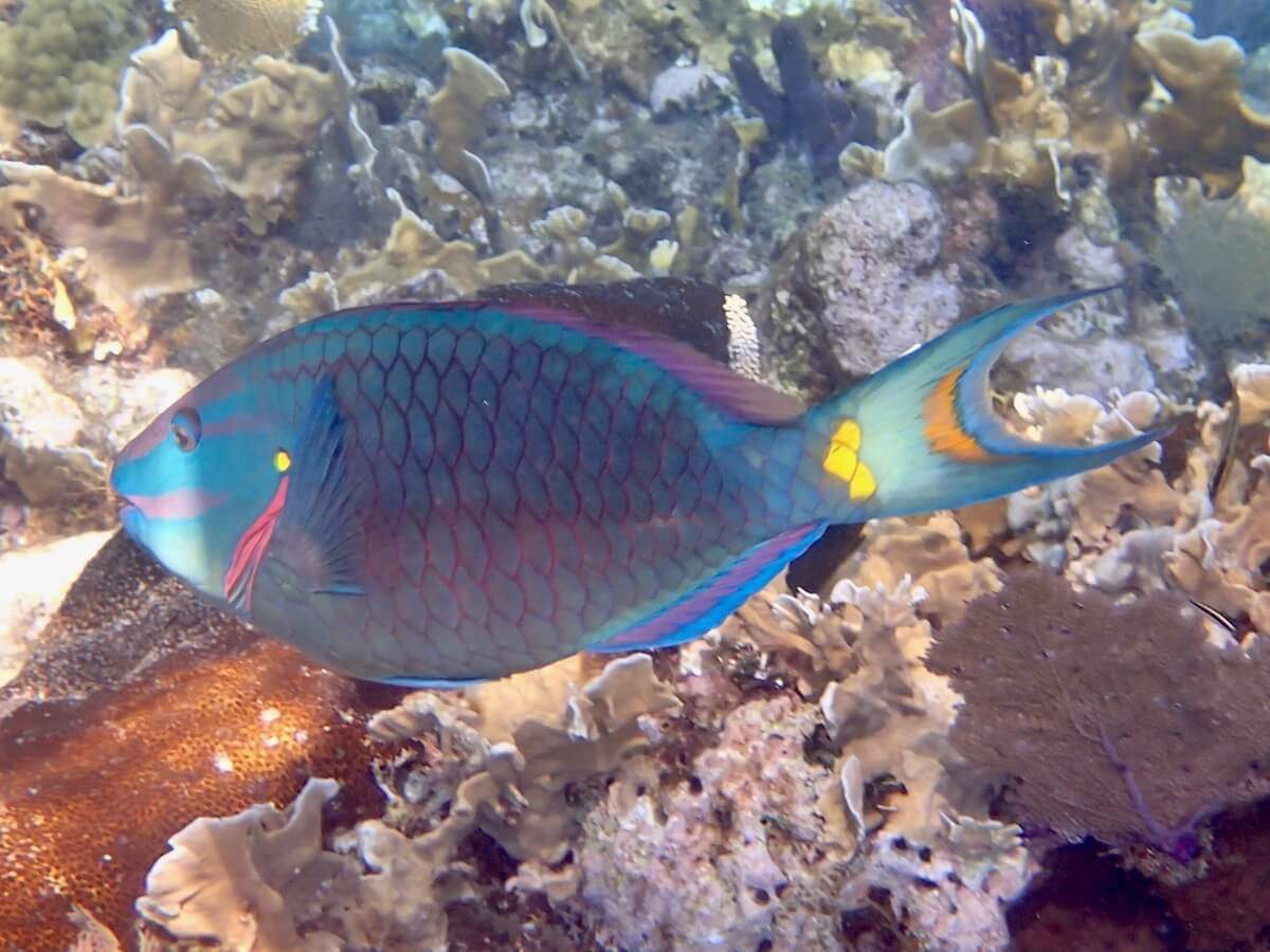 Stoplight Parrotfish