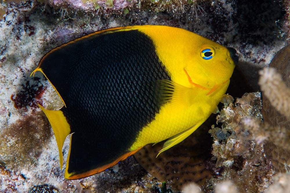 Rock Beauty Angelfish
