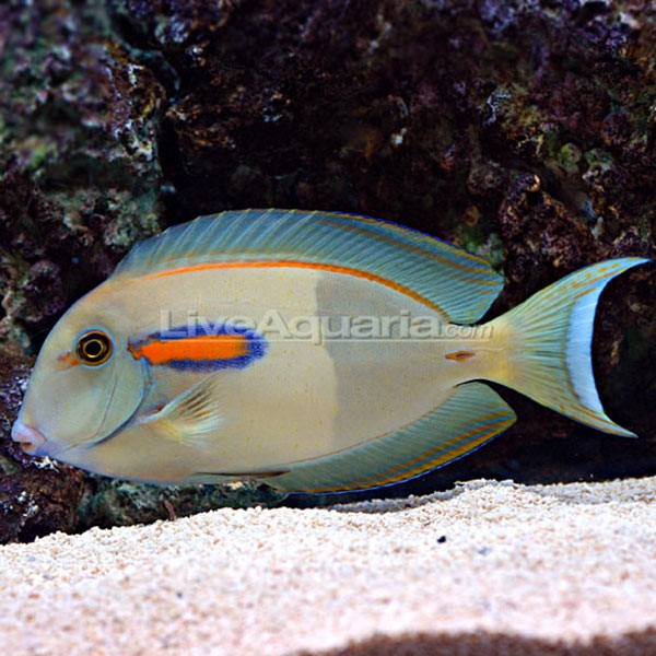 Gem Tang
