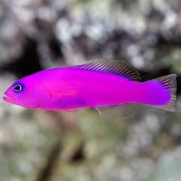 Pyle's Dottyback