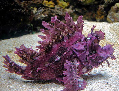 Weedy Scorpionfish