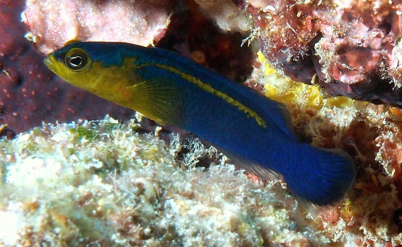 Blue-Lined Dottyback