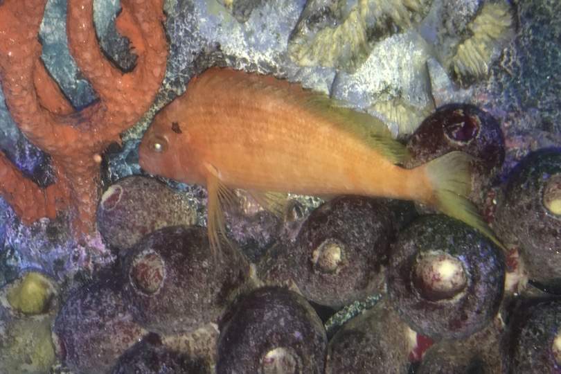Bleeker's Hawkfish