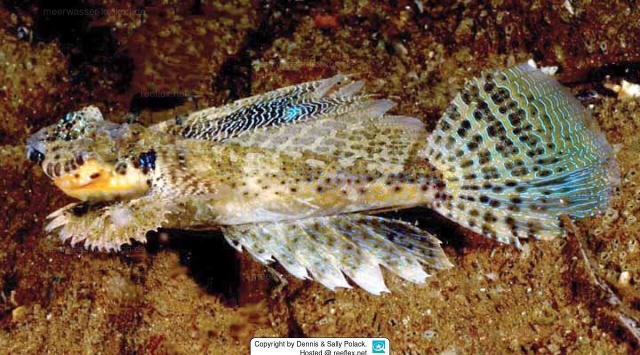 Marbled Dragonet