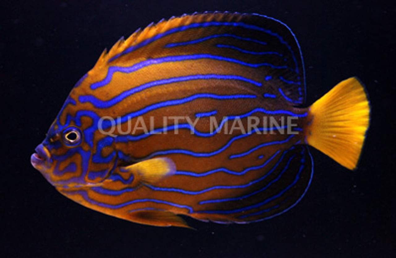 Blue Angelfish
