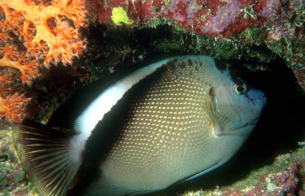 Griffis Angelfish