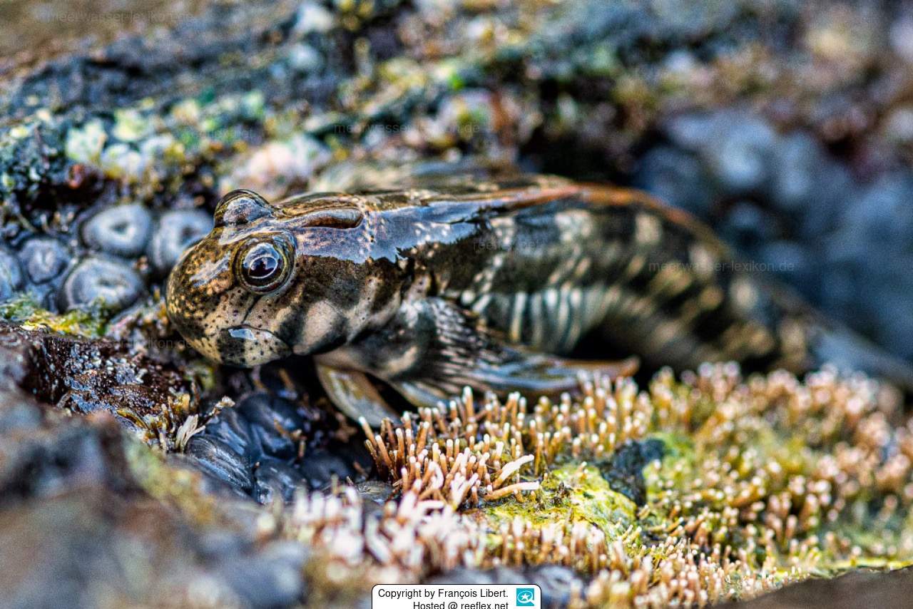 Streaky Rockskipper