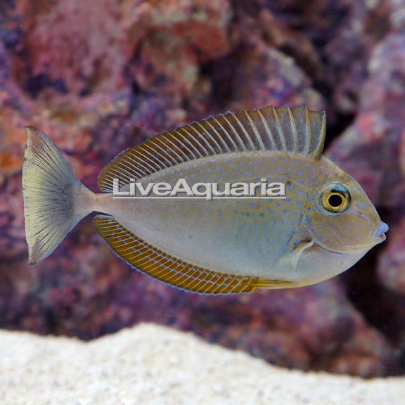 Bignose Unicornfish