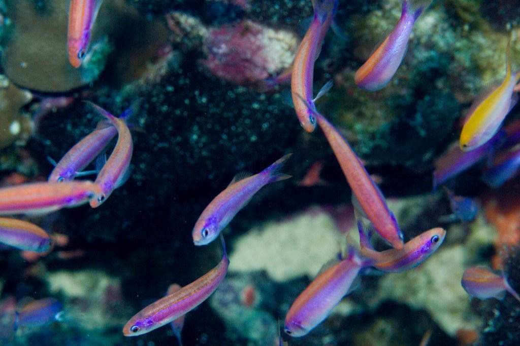 Earle's Anthias