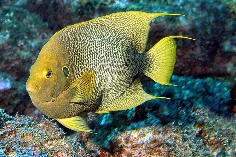 Guinean Angelfish