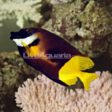 Bicolored Foxface