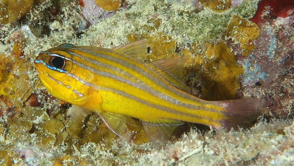 Orange-Lined Cardinalfish