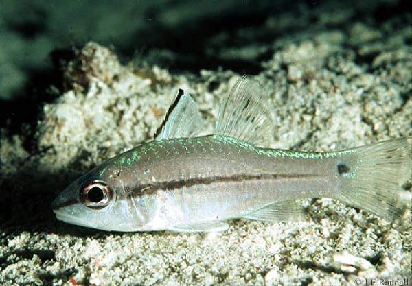 Narrowstripe Cardinalfish