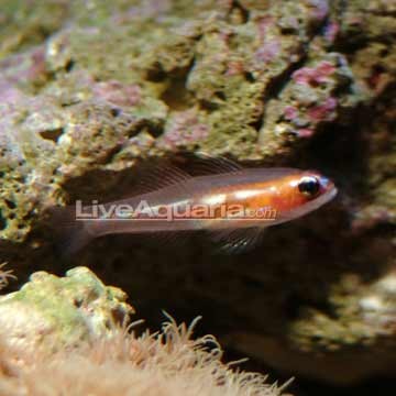Masked Puffer
