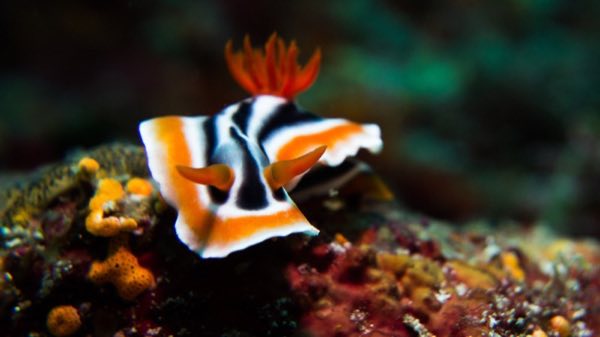 Chromodoris Nudibranch