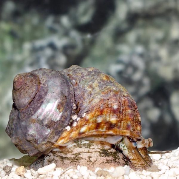 Turbo Snail