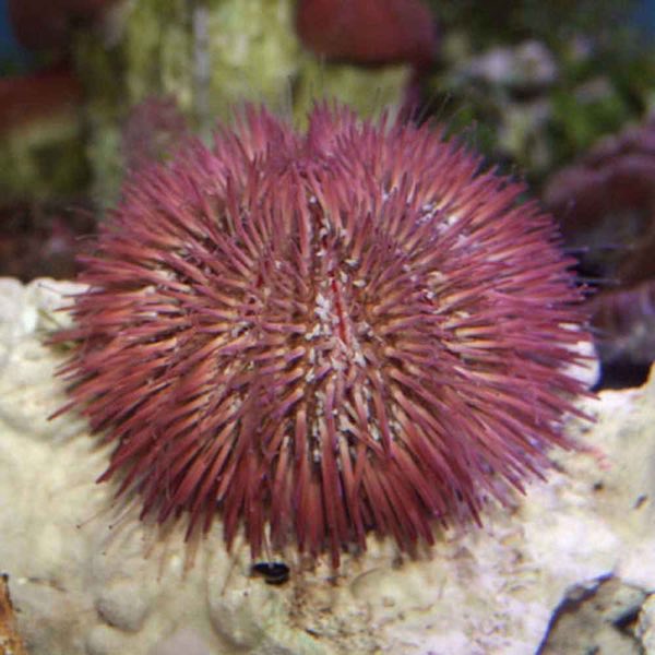 Pincushion Urchin