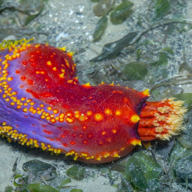 Sea Apple