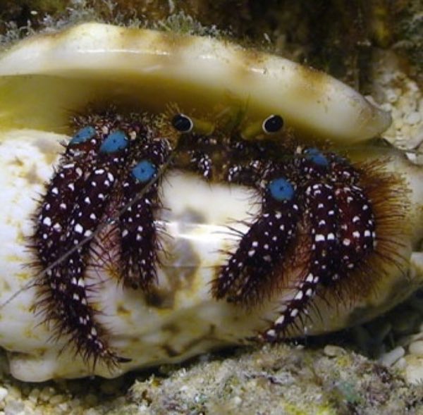 Halloween Hermit Crab