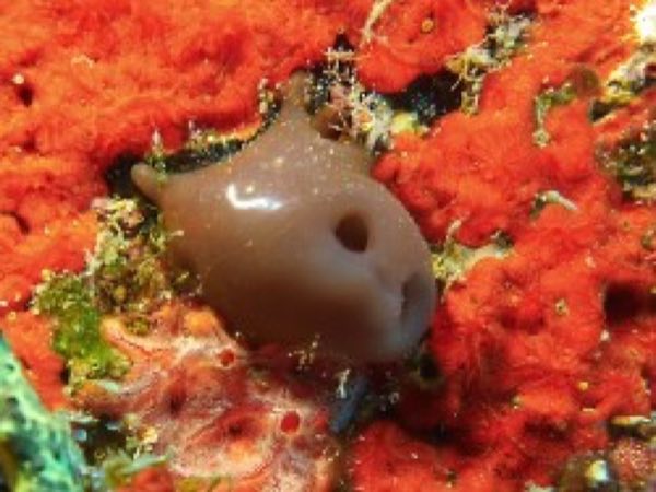 Yellow Tunicate