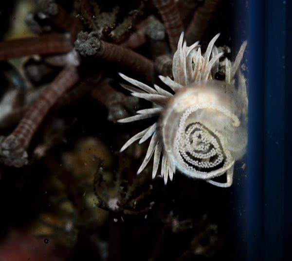Berghia Nudibranch