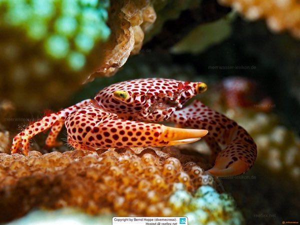Red-Spotted Guard Crab