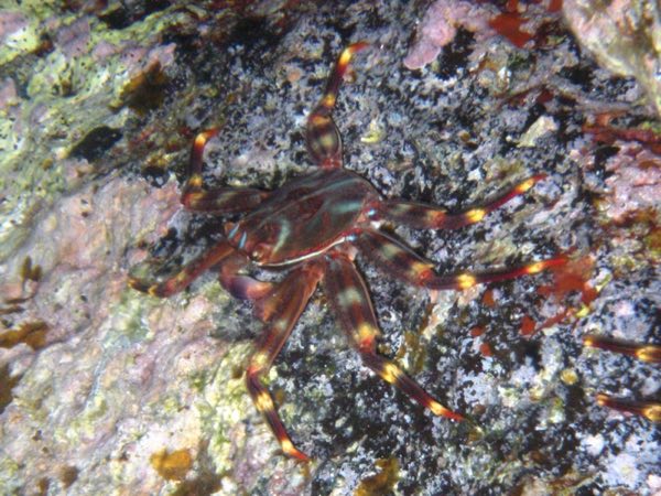 Sally Lightfoot Crab