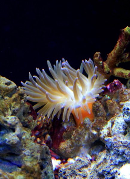 Sebae Anemone