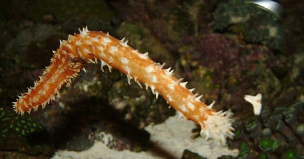 Tiger Tail Sea Cucumber