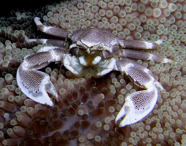 Porcelain Crab
