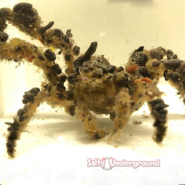 Decorator Crab