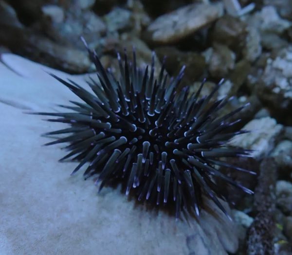 Short-Spined Urchin