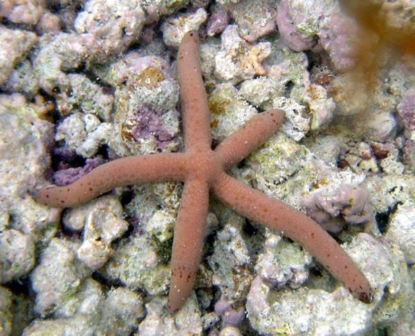 Linkia Starfish