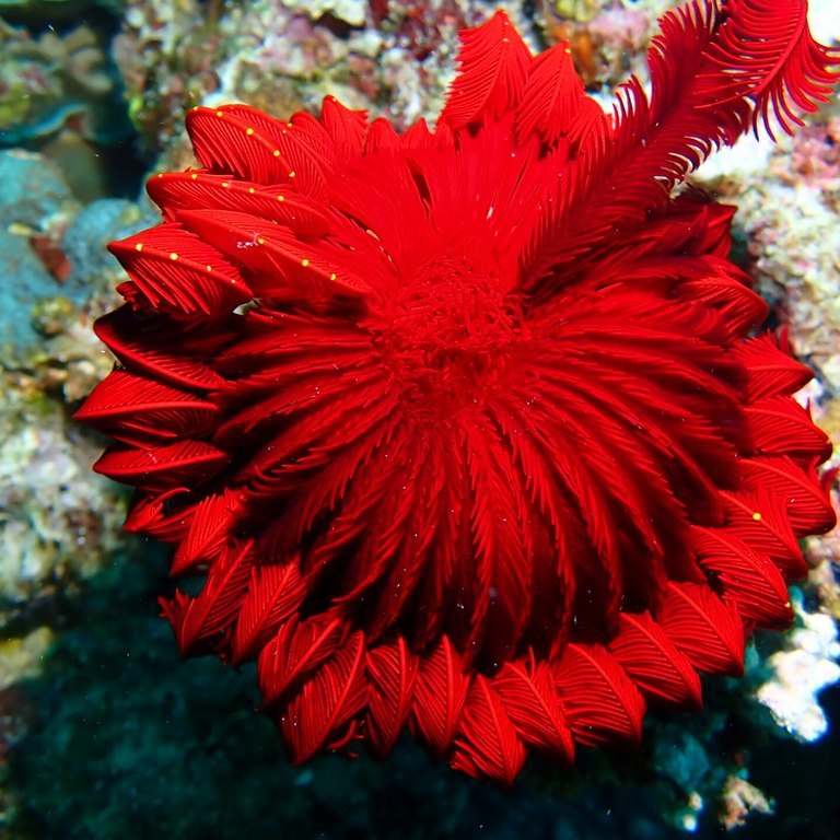 Feather Star