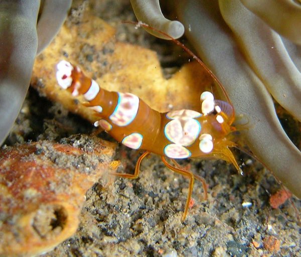 Sexy Shrimp