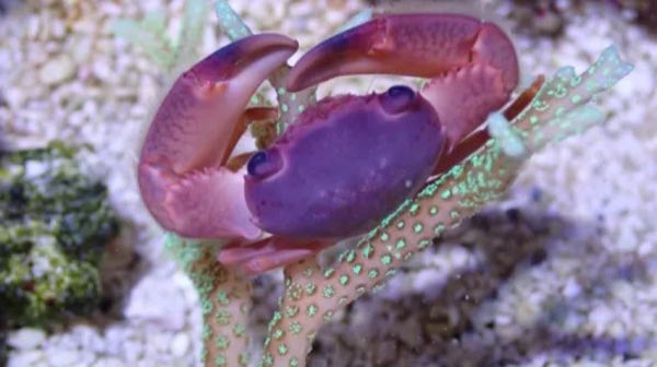 Candy Cane Coral Crab
