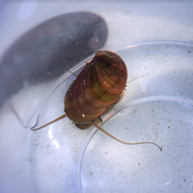 Stomatella Snail