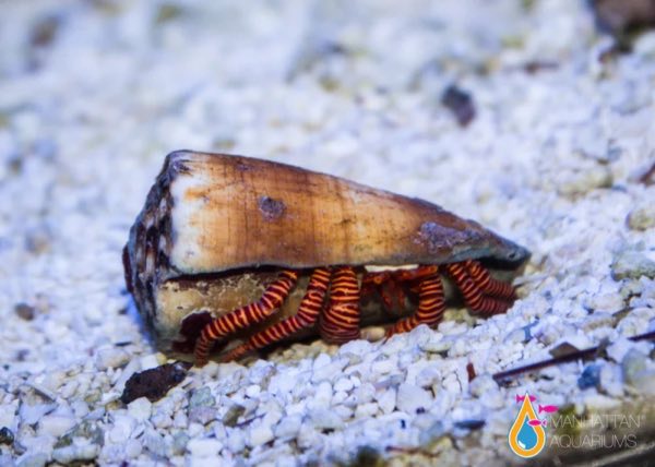 Electric Orange Hermit Crab