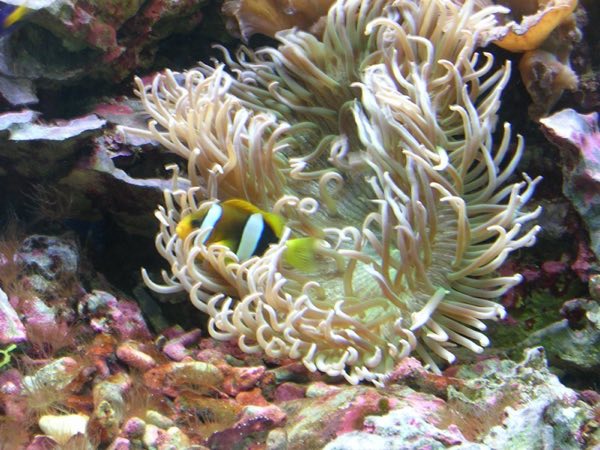 Long Tentacle Anemone
