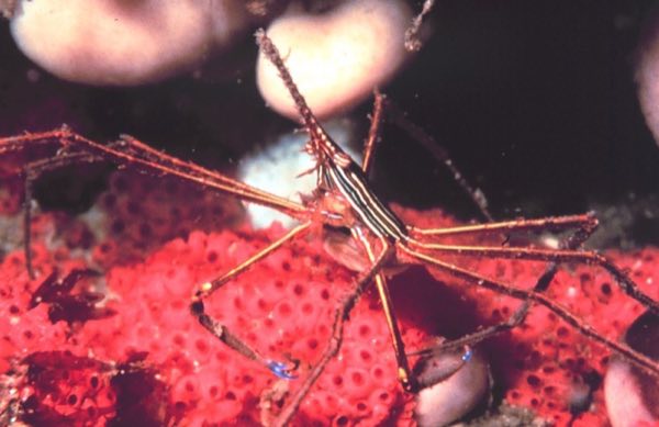 Arrow Crab